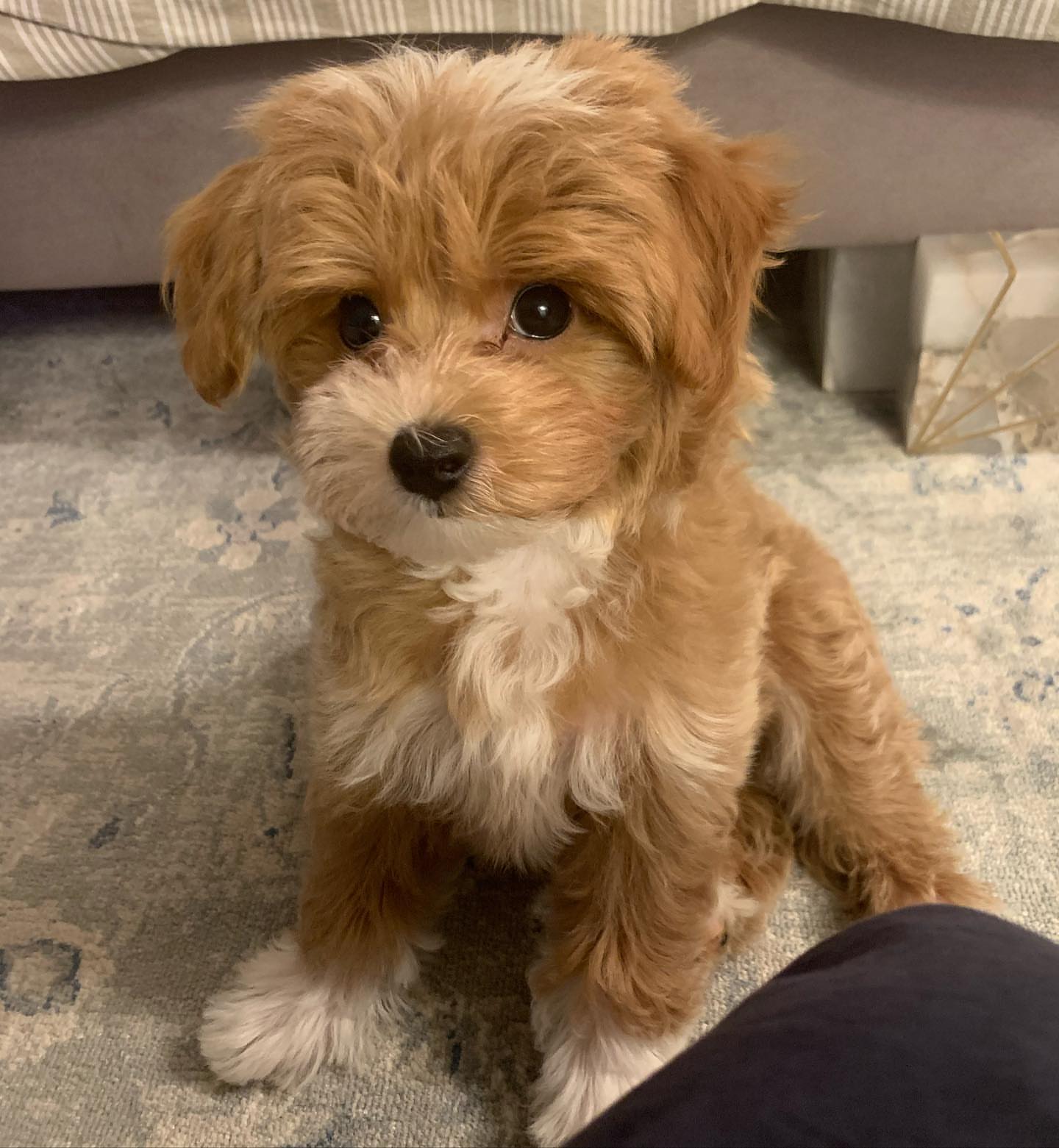 Maltipoo-male1