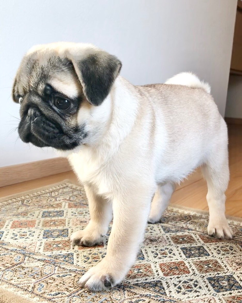 Pug-male