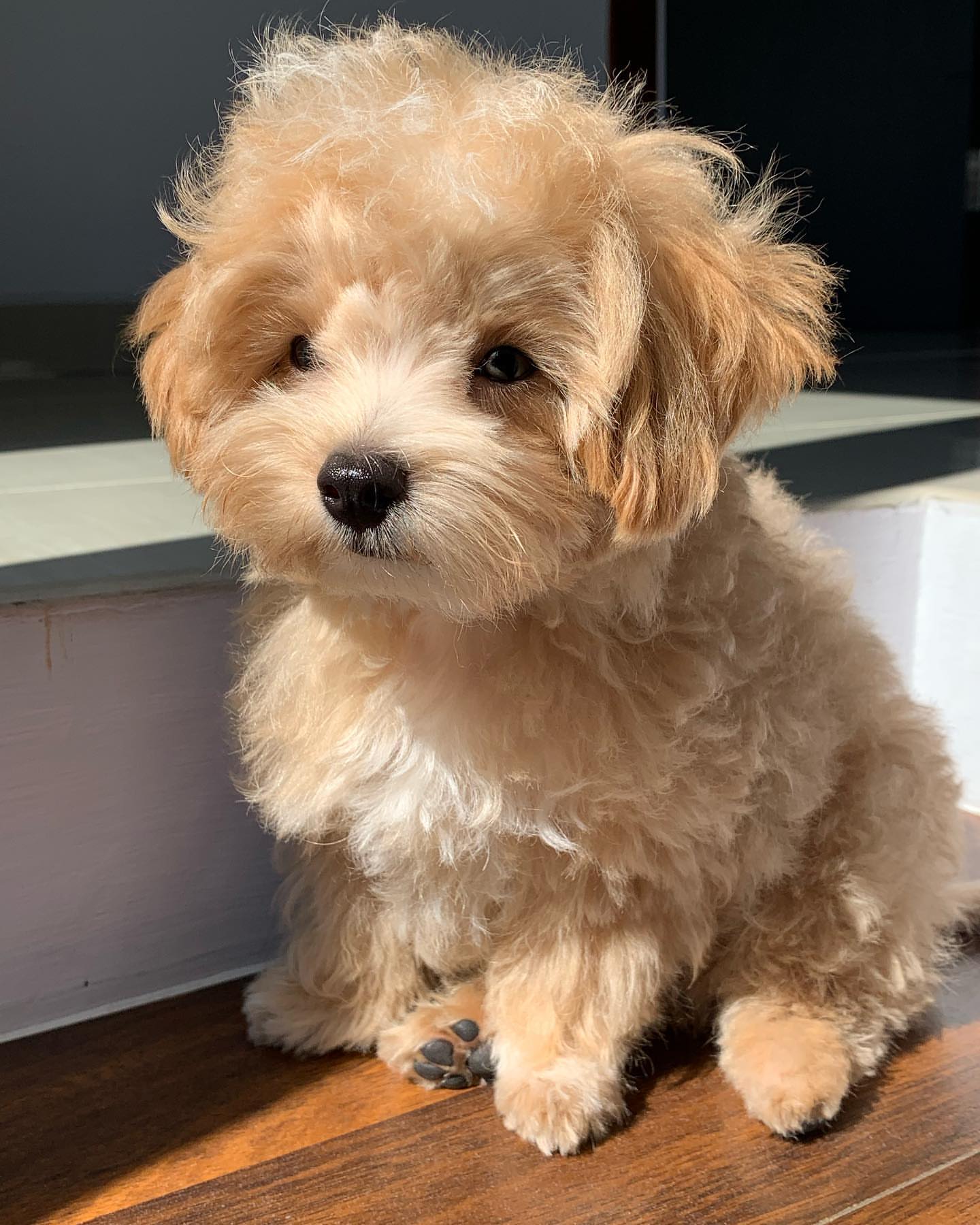 maltipoo-female