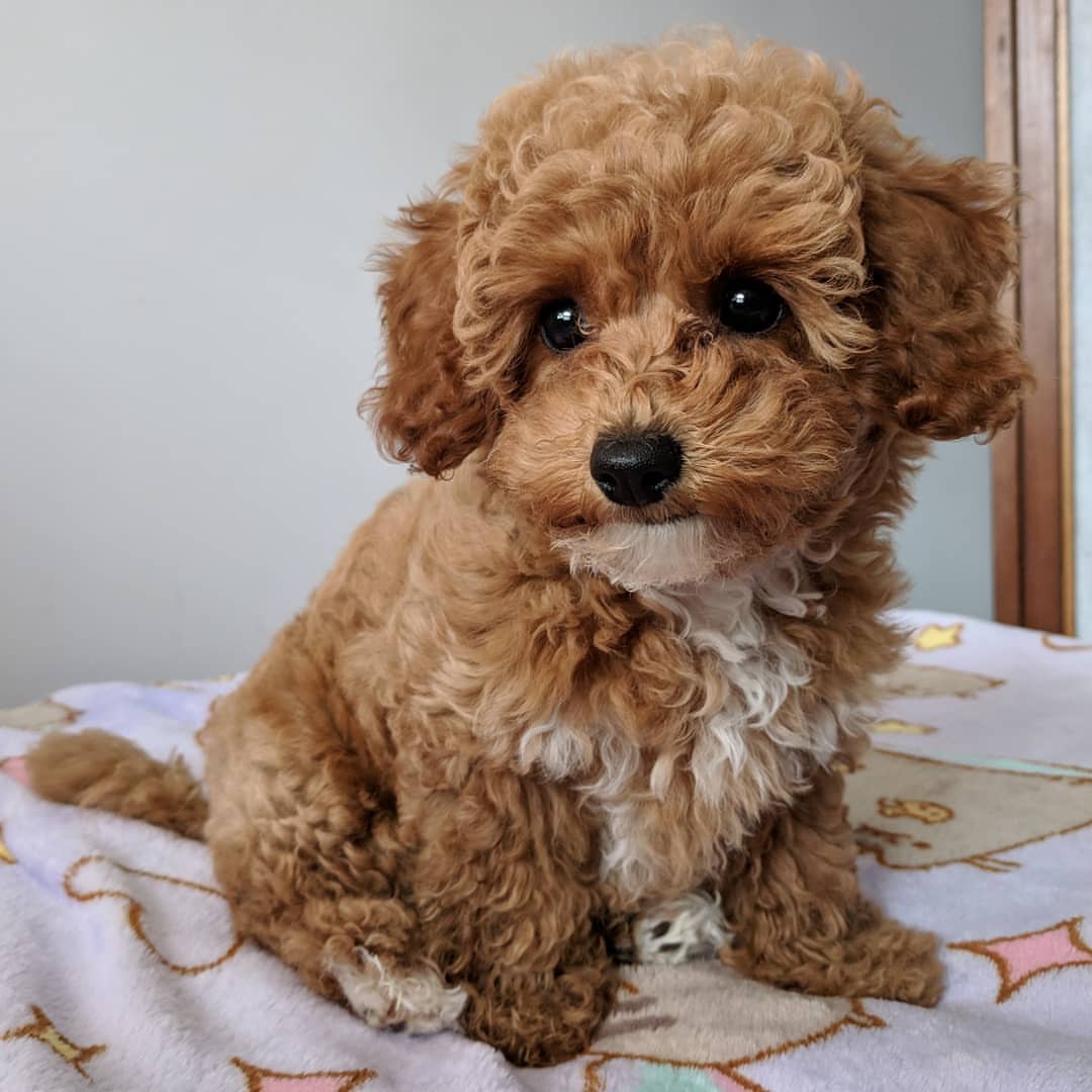 maltipoo-female3
