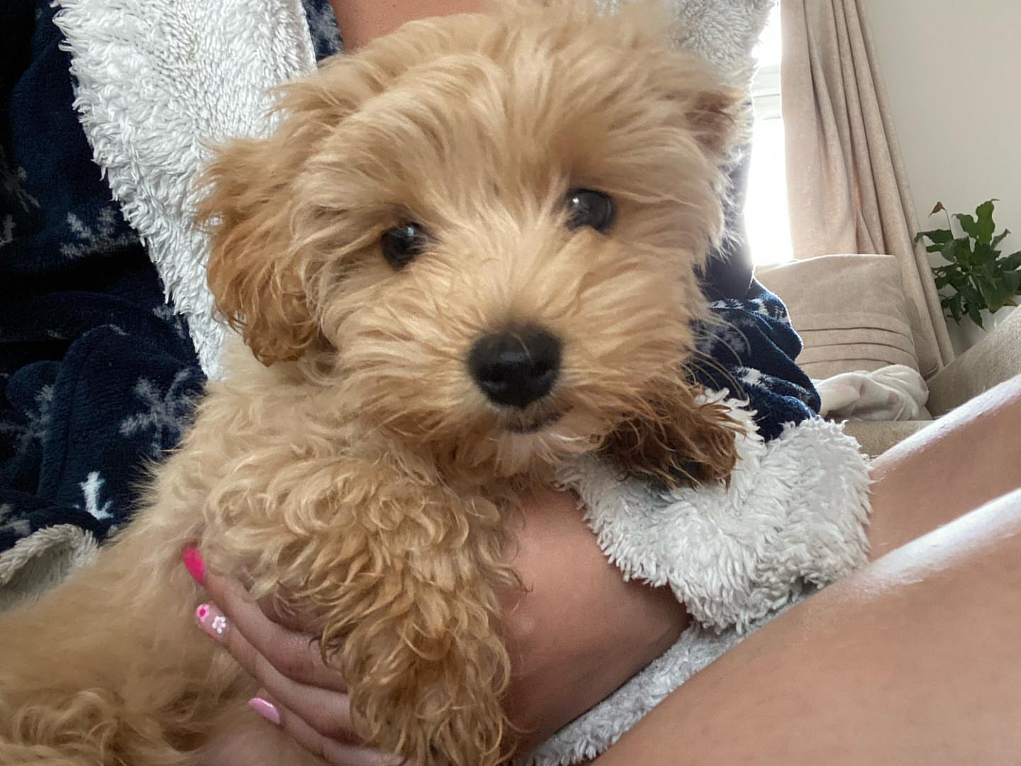 maltipoo-male