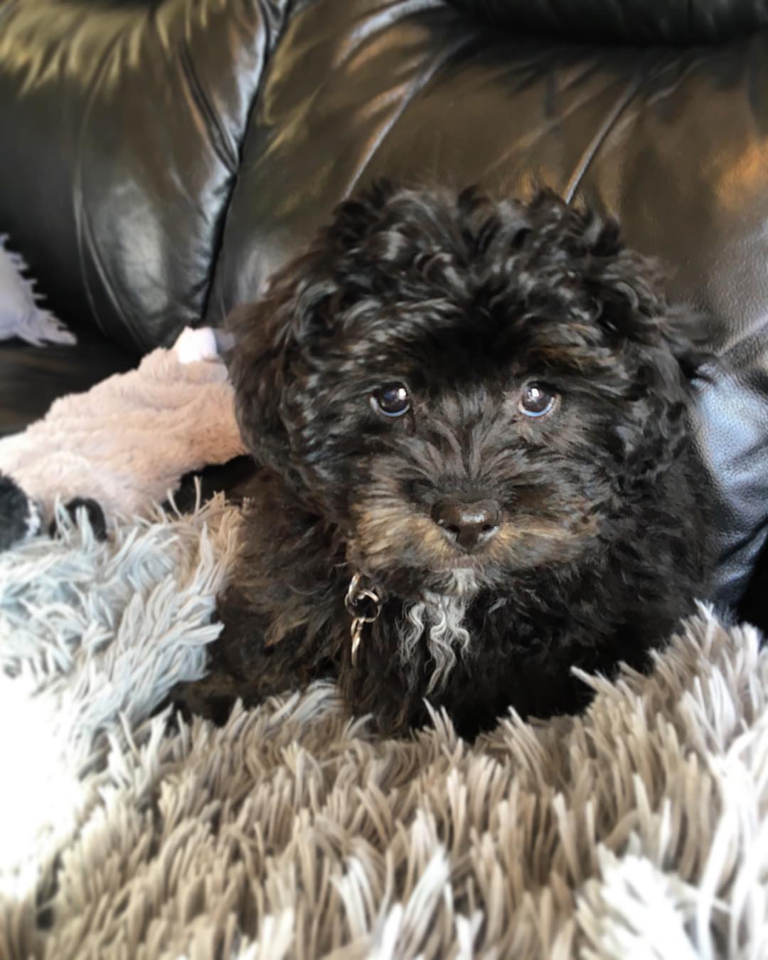 maltipoo-male2