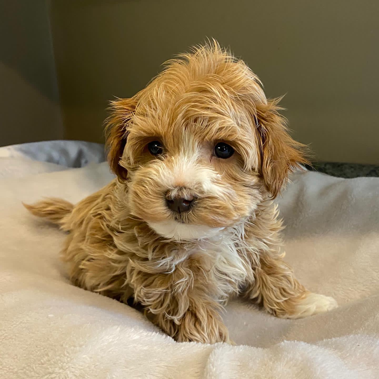 maltipoo-male4