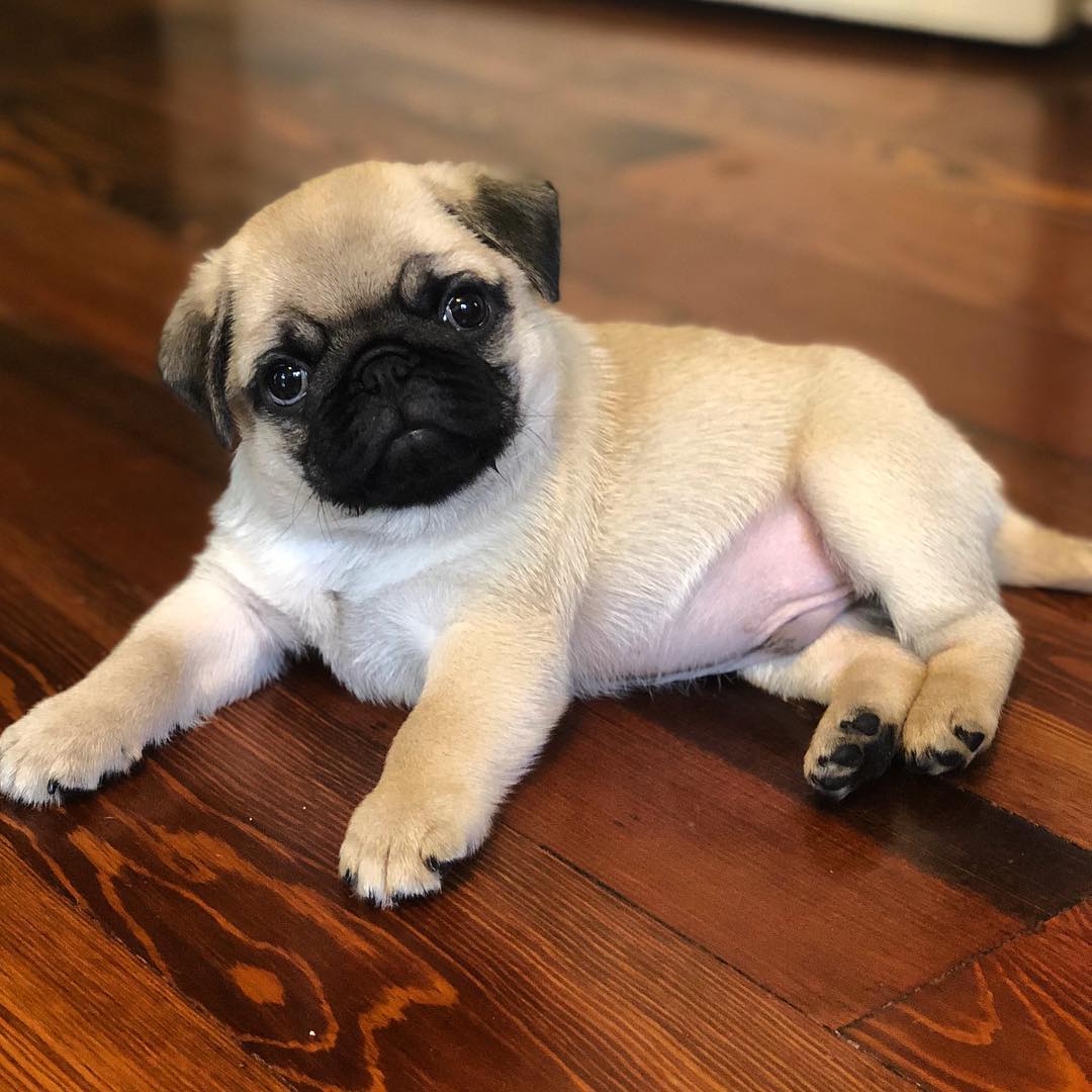 pug-male3