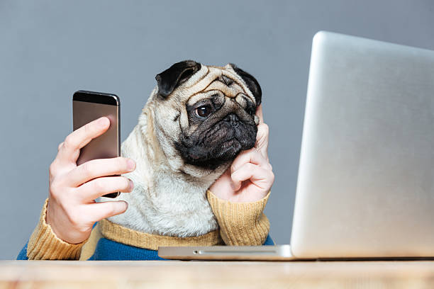 pug on phone